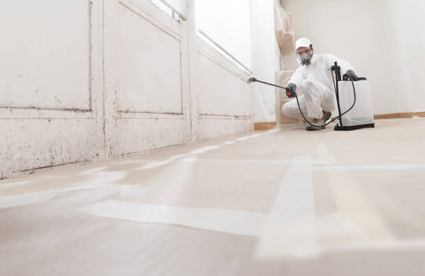 Black mold remediation team in Marlton